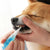 Pet Tooth Whitening Kit