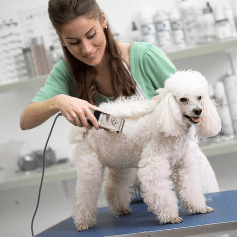 Professional Pet Trimmer