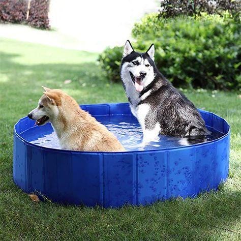 Foldable Dog Swimming Pool